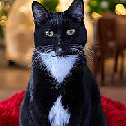 Coda is registered to the contest to win money with this photo: animal, background_bokeh, black_cat, bokeh, cat, close_up, collar, cozy, cute, fur, green_eyes, holiday_lights, indoor, pet, portrait, red_rug, sitting, soft_lighting, tuxedo_cat, whiskers