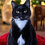animal, background_bokeh, black_cat, bokeh, cat, close_up, collar, cozy, cute, fur, green_eyes, holiday_lights, indoor, pet, portrait, red_rug, sitting, soft_lighting, tuxedo_cat, whiskers