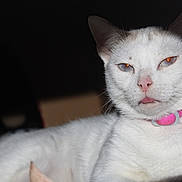 Neige participe au concours pour gagner de l'argent avec cette photo : cat, white_cat, pet, animal, fur, pink_collar, tongue_out, close_up, portrait, indoor, cute, relaxed, whiskers, face, ears, mammal, domestic, feline, resting, expression