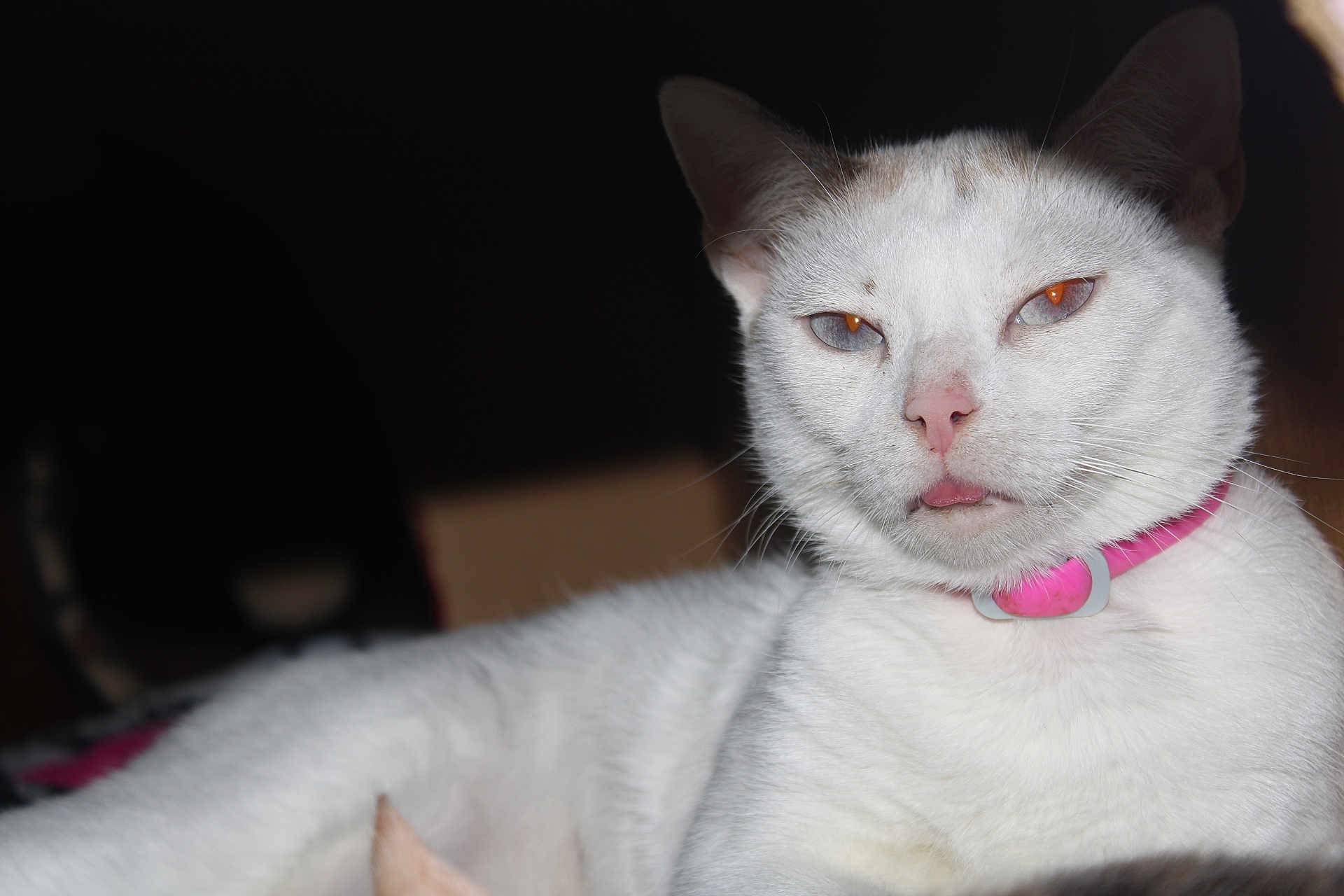Neige participe au concours pour gagner de l'argent avec cette photo : cat, white_cat, pet, animal, fur, pink_collar, tongue_out, close_up, portrait, indoor, cute, relaxed, whiskers, face, ears, mammal, domestic, feline, resting, expression