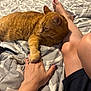 Bruce is registered to the contest to win money with this photo: animal, bed, blanket, casual, cat, comfort, foot, furniture, game_controller, ginger_cat, hand, home, indoor, legs, nail_polish, paw, person, pet, relaxing, resting