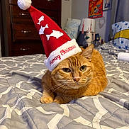Bruce is registered to the contest to win money with this photo: animal, artwork, bed, bedspread, cat, christmas_hat, cozy, cute, dresser, festive, fish_design, furniture, ginger_cat, holiday, indoor, pet, pillow, pom_pom, red_hat, wall