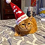 animal, artwork, bed, bedspread, cat, christmas_hat, cozy, cute, dresser, festive, fish_design, furniture, ginger_cat, holiday, indoor, pet, pillow, pom_pom, red_hat, wall