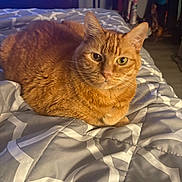 Bruce is registered to the contest to win money with this photo: cat, orange_tabby, pet, animal, bed, quilt, indoor, furniture, blanket, resting, fur, whiskers, ears, eyes, cozy, home, living_room, comfort, domestic, cute