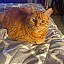 cat, orange_tabby, pet, animal, bed, quilt, indoor, furniture, blanket, resting, fur, whiskers, ears, eyes, cozy, home, living_room, comfort, domestic, cute
