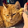 Bruce is registered to the contest to win money with this photo: animal, bed, cat, close_up, cozy, cute, domestic_cat, foot, fur, indoor, nail_polish, orange_tabby, paw, pet, red_nails, relaxed, resting, sleepy, tattoo, whiskers