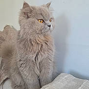 Rena participe au concours pour gagner de l'argent avec cette photo : cat, fluffy, gray, amber_eyes, pet, feline, indoor, cushion, soft, fur, animal, domestic, alert, side_view, whiskers, ears, cute, sitting, calm, portrait