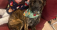Chevy joined the competition — help win amazing prizes! toddler, dog, couch, indoor, child, pet, brindle, bandana, floor, wooden_floor, red_couch, smiling, relaxed, furniture, cute, animal, young_child, companion, home, casual