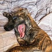 Chevy is registered to the contest to win money with this photo: dog, brindle, pet, playful, blanket, bed, mouth_open, teeth, tongue, fur, canine, indoor, cute, animal, paw, striped, resting, expression, lying_down, tongue_out
