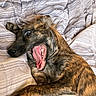 animal, bed, blanket, brindle, canine, cute, dog, expression, fur, indoor, lying_down, mouth_open, paw, pet, playful, resting, striped, teeth, tongue, tongue_out