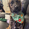 Chevy joined the competition — help win amazing prizes! dog, bandana, leather_couch, indoor, brown_dog, holiday_theme, wooden_cabinet, decorated_door, pet, sitting, cozy, attentive, fur, animal, home, furniture, relaxing, portrait, domestic, canine