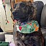 Chevy is registered to the contest to win money with this photo: dog, bandana, couch, indoor, holiday, decorations, wooden_furniture, pet, seated, looking_away, fur, collar, living_room, canine, domestic_animal, comfort, portrait, brown_fur, black_fur, relaxed