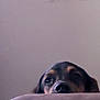 Cletus is registered to the contest to win money with this photo: dog, peeking, curious, nose, eyes, brown, black, soft_surface, indoor, pet, animal, portrait, closeup, shy, inquisitive, head, canine, face, background, minimalist