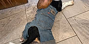 Cletus is registered to the contest to win money with this photo: dog, denim, jeans, indoor, tile_floor, pet_bowl, wooden_door, curious, black_and_tan, white_paws, pet, animal, casual, resting, looking_back, floor, cute, domestic, companion, canine