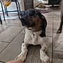 Cletus is registered to the contest to win money with this photo: dog, sunglasses, indoor, tile_floor, resting, animal, pet, brown, white, black, cool, relaxed, background, furniture, door, purple_rug, paws, collar, house, companion
