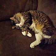 Achilles joined the competition — help win amazing prizes! animal, brown, cat, cozy, curled_up, cute, domestic_cat, feline, fur, indoor, paw, peaceful, pet, relaxation, resting, sleeping, soft, tabby, whiskers, white