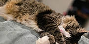 Achilles joined the competition — help win amazing prizes! animal, bed, blanket, cat, cozy, cute, domestic, feline, fur, indoor, nap, paw, peaceful, pet, relaxation, resting, sleeping, soft, tabby, whiskers
