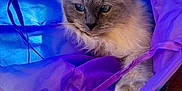 Percy is registered to the contest to win money with this photo: cat, fluffy, blue_eyes, indoor, fabric_tunnel, purple, blue, pet, cozy, whiskers, soft_light, carpet, relaxed, feline, cute, animal, closeup, curious, paw, resting