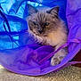 cat, fluffy, blue_eyes, indoor, fabric_tunnel, purple, blue, pet, cozy, whiskers, soft_light, carpet, relaxed, feline, cute, animal, closeup, curious, paw, resting