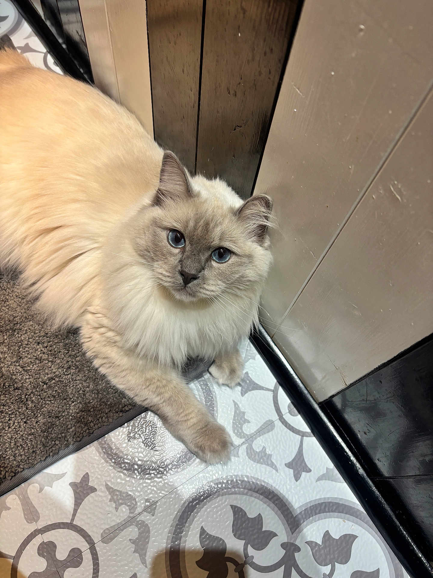 Percy joined the competition — help win amazing prizes! cat, fluffy, blue_eyes, cream_color, indoor, floor, tile, patterned_floor, rug, curious, pet, animal, feline, paw, whiskers, ears, relaxed, close_up, domestic_cat, cute