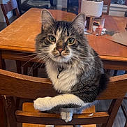 Dakota joined the competition — help win amazing prizes! cat, tabby_cat, wooden_chair, dining_table, potted_plant, glass, fish_tank, indoor, furniture, curious, pet, animal, whiskers, fur, flooring, home, cozy, domestic, chair_back, tabletop