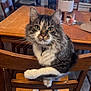 cat, tabby_cat, wooden_chair, dining_table, potted_plant, glass, fish_tank, indoor, furniture, curious, pet, animal, whiskers, fur, flooring, home, cozy, domestic, chair_back, tabletop