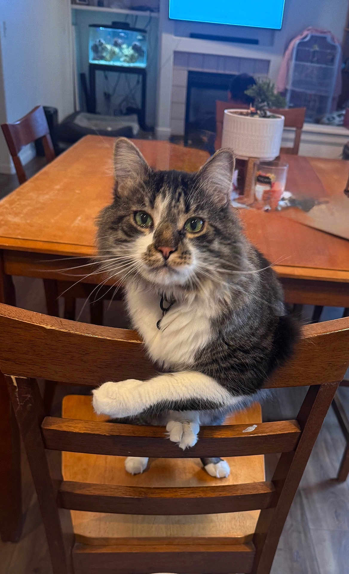 Dakota joined the competition — help win amazing prizes! cat, tabby_cat, wooden_chair, dining_table, potted_plant, glass, fish_tank, indoor, furniture, curious, pet, animal, whiskers, fur, flooring, home, cozy, domestic, chair_back, tabletop
