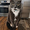 Ruhn is registered to the contest to win money with this photo: cat, gray_cat, yellow_eyes, white_chest, table, wooden_table, kitchen, stove, oven, refrigerator, floor, hardwood_floor, indoor, pet, animal, feline, collar, bell, curled_tail, sitting