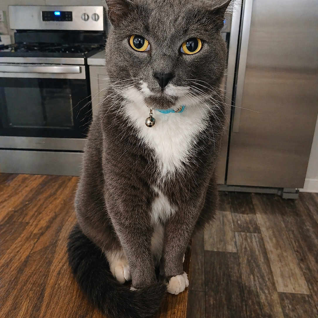 Ruhn is registered to the contest to win money with this photo: cat, gray_cat, yellow_eyes, white_chest, table, wooden_table, kitchen, stove, oven, refrigerator, floor, hardwood_floor, indoor, pet, animal, feline, collar, bell, curled_tail, sitting