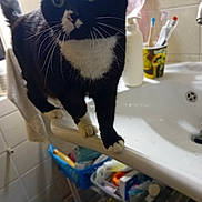 Chouquette a rejoint le concours — aidez-le/la à gagner de superbes lots ! animal, balancing, bathroom, black_and_white, cat, close_up, clutter, countertop, curious, domestic_cat, feline, household, indoor, paw, personal_care, pet, sink, toiletries, tuxedo_cat, whiskers