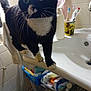animal, balancing, bathroom, black_and_white, cat, close_up, clutter, countertop, curious, domestic_cat, feline, household, indoor, paw, personal_care, pet, sink, toiletries, tuxedo_cat, whiskers