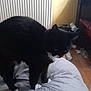 Chouquette participe au concours pour gagner de l'argent avec cette photo : bed, black_cat, blanket, blue_wall, cat, cozy, domestic_animal, feline, floor, fur, furniture, indoor, pet, radiator, room, sleeping_area, stars, wall, whiskers, white_paws