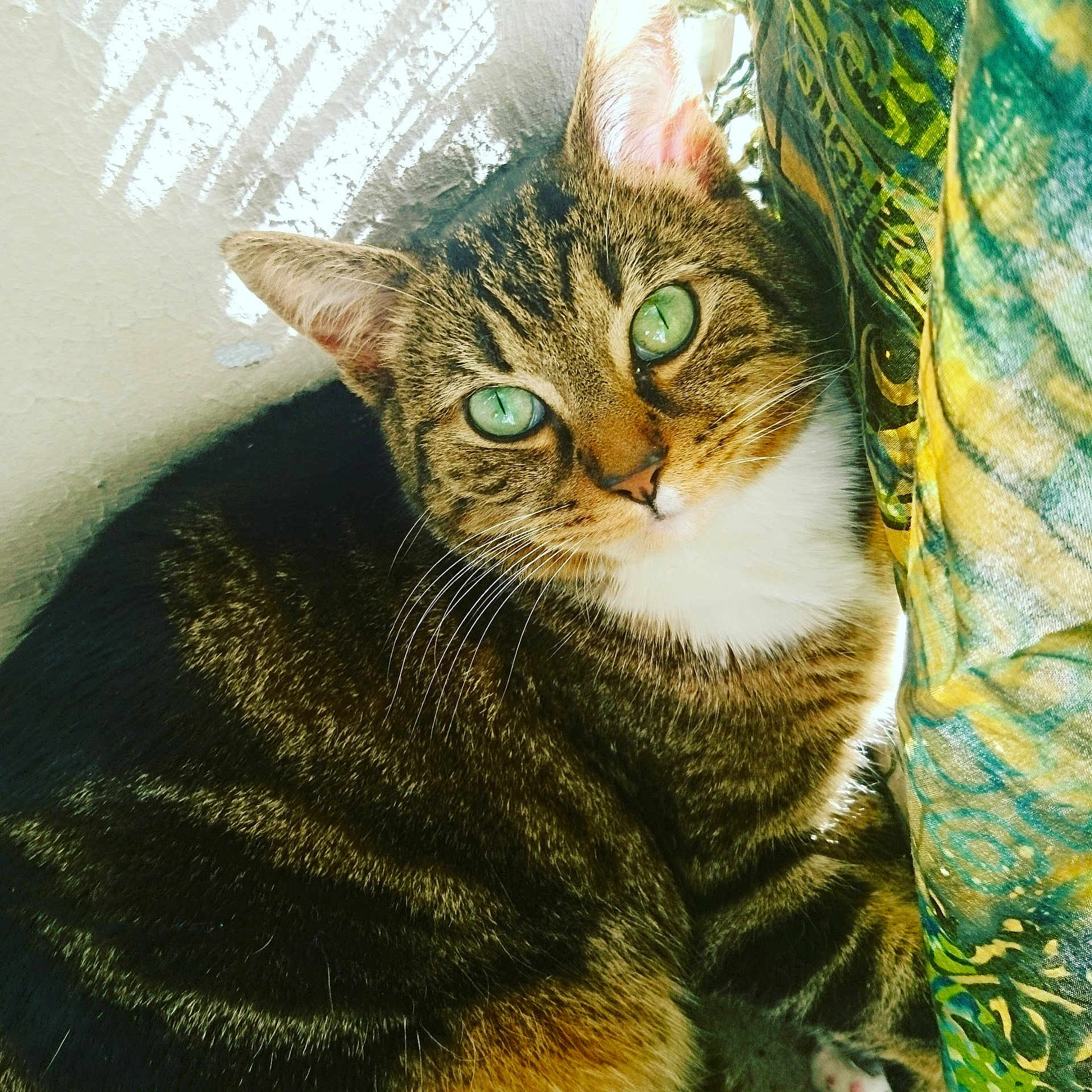 Lenny a rejoint le concours — aidez-le/la à gagner de superbes lots ! cat, tabby, green_eyes, fur, whiskers, pet, animal, indoor, relaxed, close_up, mammal, cute, domestic, feline, striped, resting, curious, soft_light, colorful_fabric, natural_light