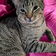 Mowhalki is registered to the contest to win money with this photo: animal, cat, close_up, cute, domestic_cat, feline, fur_texture, indoor, lying_down, mammal, pet, pink_fabric, portrait, relaxed, resting, sleepy, soft_lighting, striped_fur, tabby_cat, whiskers