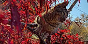 Mowhalki is registered to the contest to win money with this photo: animal, autumn, cat, closeup, curious, daylight, feline, foliage, leafy, nature, outdoor, perched, plant, red_leaves, seasonal, sky, sunlight, tabby_cat, tree_branch, wildlife