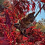 Mowhalki is registered to the contest to win money with this photo: cat, tabby_cat, autumn, red_leaves, tree_branch, outdoor, sunlight, nature, animal, feline, wildlife, foliage, daylight, closeup, curious, perched, seasonal, leafy, plant, sky