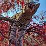 Mowhalki joined the competition — help win amazing prizes! cat, tabby_cat, tree_branch, red_leaves, autumn, outdoor, nature, animal, feline, sky, daylight, fur, whiskers, claws, leafy, closeup, curious, pet, mammal, colorful