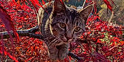 Mowhalki joined the competition — help win amazing prizes! cat, tabby_cat, animal, tree_branch, red_leaves, autumn, nature, outdoor, sunlight, wildlife, curious, feline, pet, closeup, leafy, seasonal, branch, forest, daylight, mammal