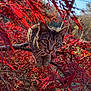 cat, tabby_cat, animal, tree_branch, red_leaves, autumn, nature, outdoor, sunlight, wildlife, curious, feline, pet, closeup, leafy, seasonal, branch, forest, daylight, mammal