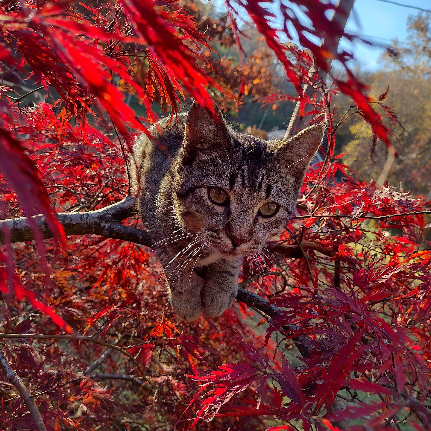 Mowhalki joined the competition — help win amazing prizes! animal, autumn, branch, cat, closeup, curious, daylight, feline, forest, leafy, mammal, nature, outdoor, pet, red_leaves, seasonal, sunlight, tabby_cat, tree_branch, wildlife