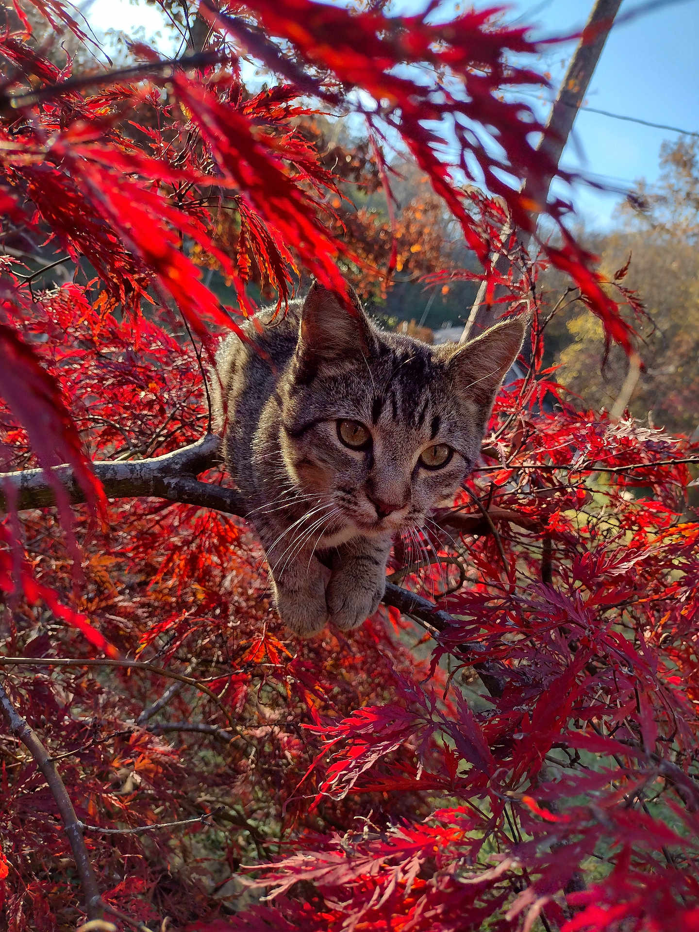 Mowhalki joined the competition — help win amazing prizes! cat, tabby_cat, animal, tree_branch, red_leaves, autumn, nature, outdoor, sunlight, wildlife, curious, feline, pet, closeup, leafy, seasonal, branch, forest, daylight, mammal