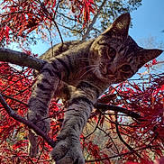 Mowhalki joined the competition — help win amazing prizes! cat, tabby_cat, tree, branches, red_leaves, autumn, outdoor, nature, animal, paw, curious, close_up, daylight, sky, feline, wildlife, leafy, seasonal, climbing, playful