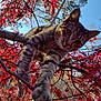 cat, tabby_cat, tree, branches, red_leaves, autumn, outdoor, nature, animal, paw, curious, close_up, daylight, sky, feline, wildlife, leafy, seasonal, climbing, playful