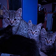 Baby is registered to the contest to win money with this photo: animal, black_cat, cat, closeup, cozy, cute, domestic_cat, ears, eyes, fur, group, indoors, kitten, mammal, pet, resting, snuggle, tabby, whiskers, young