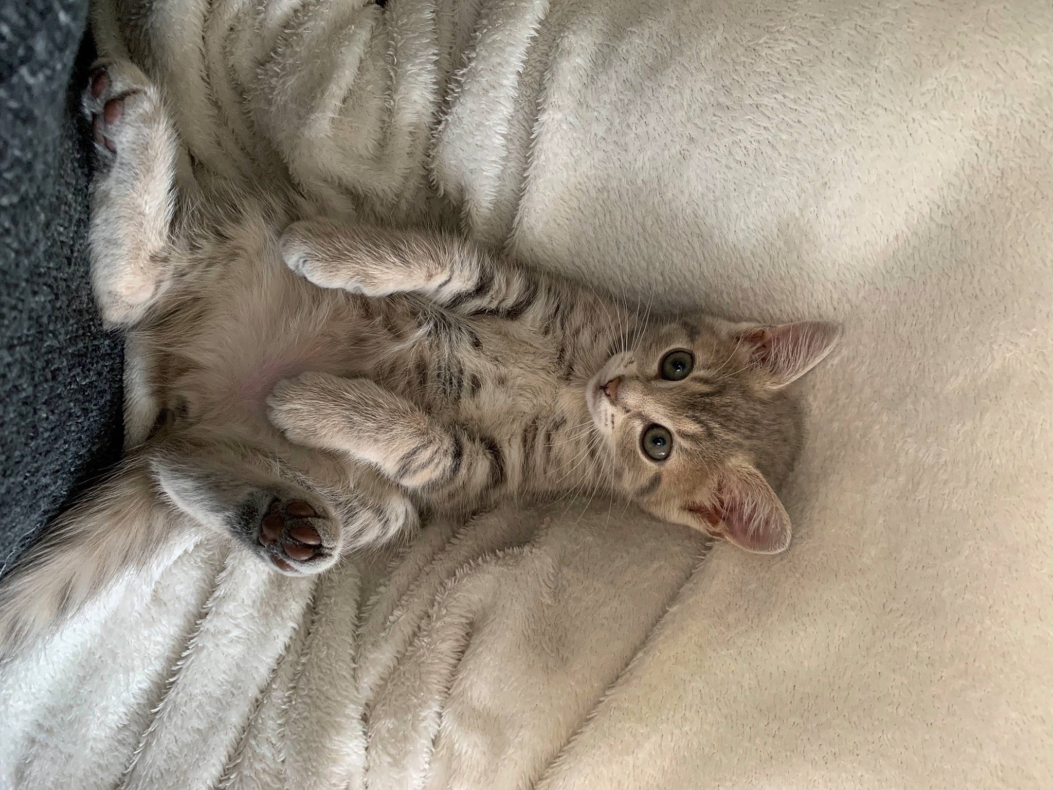 Rina participe au concours pour gagner de l'argent avec cette photo : british_longhair, british_semi_longhair, carnivore, cat, claw, domestic_short_haired_cat, european_shorthair, fawn, felidae, fur, kitten, mammal, norwegian_forest_cat, paw, pixie_bob, small_to_medium_sized_cats, tabby_cat, whiskers