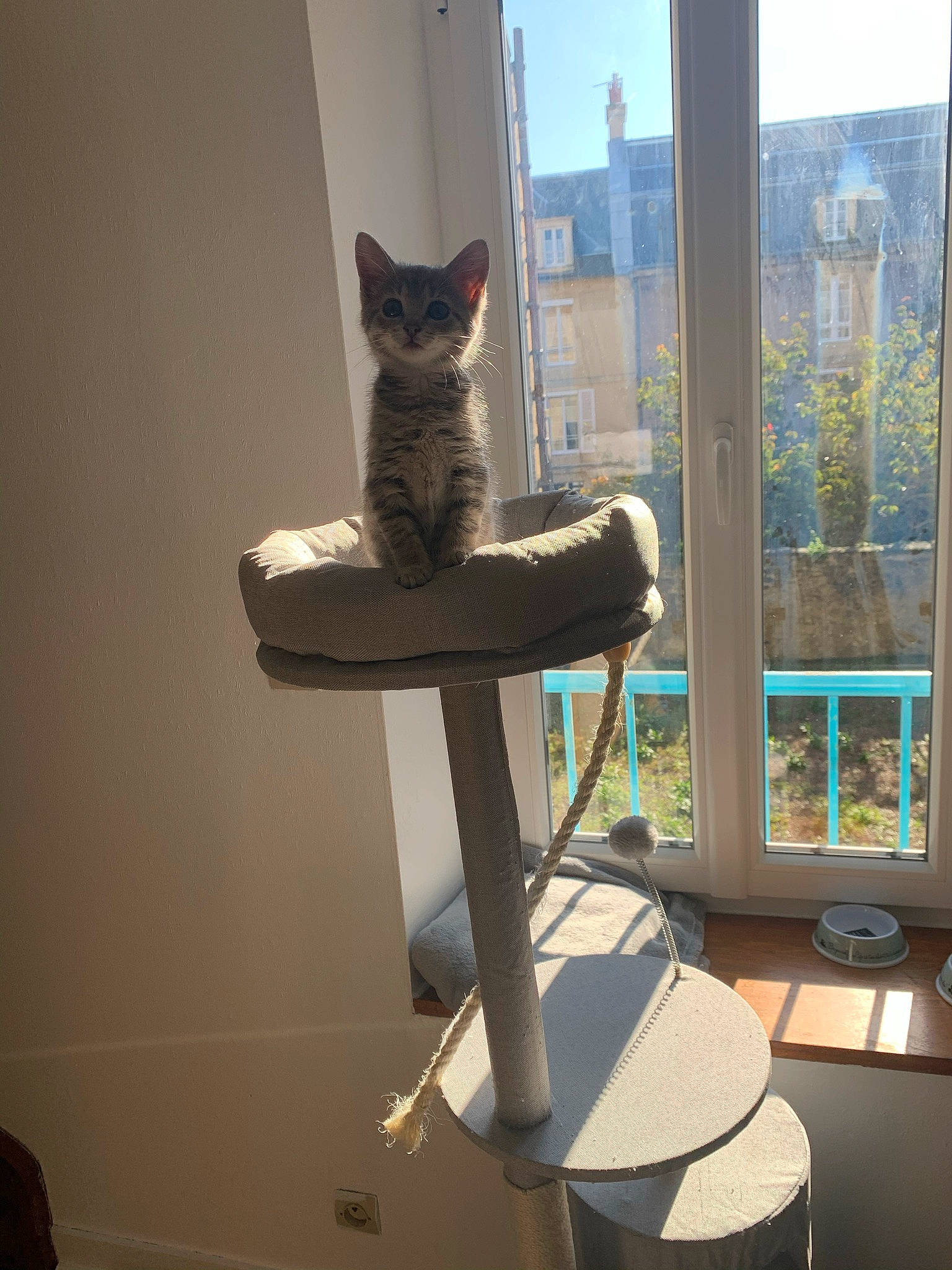 Rina participe au concours pour gagner de l'argent avec cette photo : american_shorthair, carnivore, cat, cat_furniture, domestic_short_haired_cat, felidae, furniture, interior_design, kitten, ocicat, russian_blue, small_to_medium_sized_cats, table, tail, whiskers, window