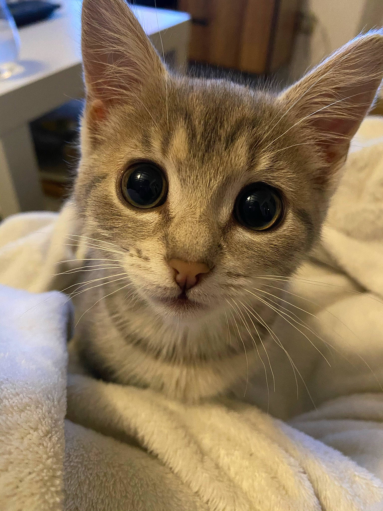 Rina participe au concours pour gagner de l'argent avec cette photo : aegean_cat, american_wirehair, arabian_mau, asian, australian_mist, burmilla, carnivore, cat, domestic_short_haired_cat, european_shorthair, felidae, kitten, mammal, ojos_azules, singapura, small_to_medium_sized_cats, snout, tabby_cat, vertebrate, whiskers