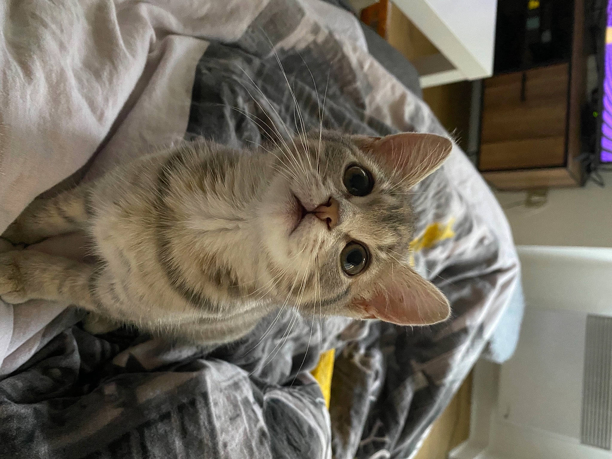 Rina a rejoint le concours — aidez-le/la à gagner de superbes lots ! american_shorthair, asian, british_longhair, british_shorthair, burmilla, carnivore, cat, chartreux, domestic_short_haired_cat, dragon_li, ear, european_shorthair, felidae, fur, kitten, pixie_bob, small_to_medium_sized_cats, snout, tabby_cat, whiskers