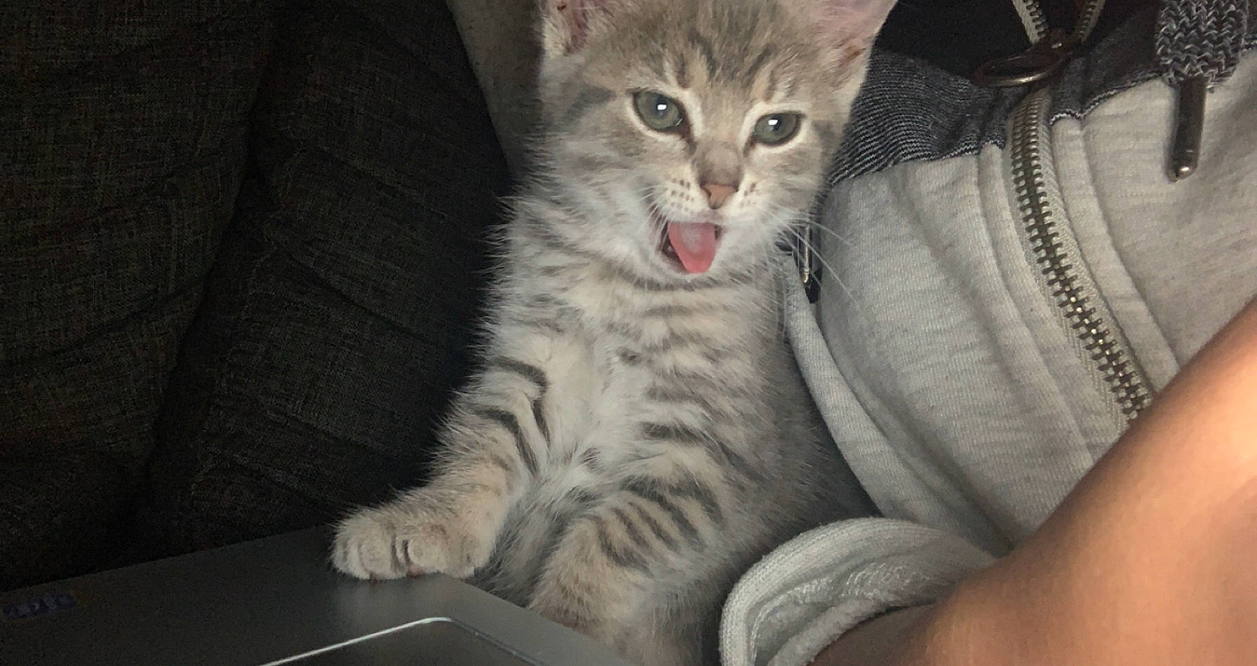 Rina a rejoint le concours — aidez-le/la à gagner de superbes lots ! aegean_cat, american_shorthair, american_wirehair, arabian_mau, asian, australian_mist, california_spangled, carnivore, cat, domestic_short_haired_cat, dragon_li, european_shorthair, felidae, kitten, mammal, pixie_bob, small_to_medium_sized_cats, tabby_cat, vertebrate, whiskers