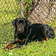 Lilly joined the competition — help win amazing prizes! rottweiler, dog, grass, outdoor, pet, canine, fence, tree, sunlight, animal, nature, mammal, guard, alert, laying_down, brown, black, portrait, daytime, domestic_animal